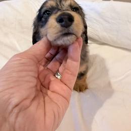 Luigi - Dapple male Dachshund puppy in Town Creek, Alabama from PapaDox Miniature Dachshunds