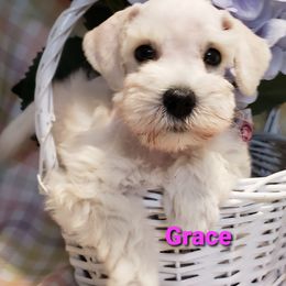 Miniature Schnauzer Puppies from Mountain View Schnauzers