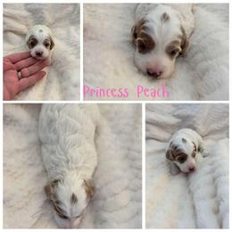 Princess Peach - Parti female Goldendoodle puppy in Newdale, Idaho from Canyon Creek Puppies