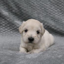 Sugar - White female Miniature Schnauzer puppy in Tremonton, Utah from Rocky Mountain Schnauzer