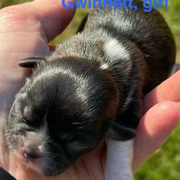 Gwinnett (Gwinn) - Black and white female Shih Tzu puppy in Bloomfield, Indiana from Meihem Pups