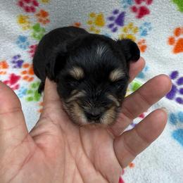 Sean O'Contrary0026 - Black and silver male Miniature Schnauzer puppy in Lockney, West Virginia from S&T Kennels