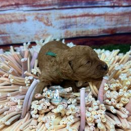 Girl 2 - female Australian Labradoodle puppy in Waxahachie, Texas from Dallas Labradoodles