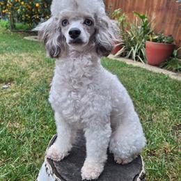 Poodle All Grown Up from BirchBark Poodles