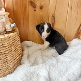 Cheyenne - Black and white female Border Collie puppy in Owenton, Kentucky from Three16 Ranch