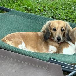 Andi - Dachshund