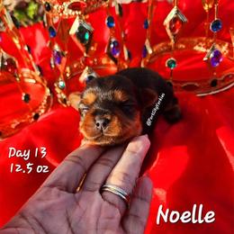 Yorkshire Terrier Puppies from Port City Yorkies LLC