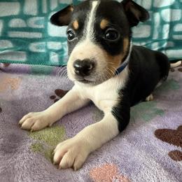 Rat Terrier Puppies from The Puppy Patch Rat Terriers