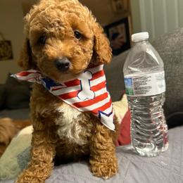 Judge - Red male Cavapoo puppy in Chattanooga, Tennessee from Scenic City Doodles