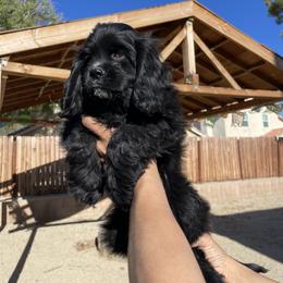 Cocker Spaniel Puppies from SassyCockerG