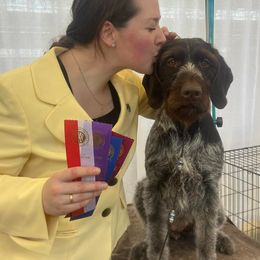 German Wirehaired Pointers from Humdinger Kennel