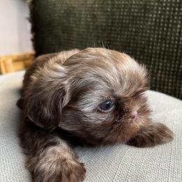 Hazel - Chocolate female Shih Tzu puppy in Monrovia, California from Sunrise Shihtzu Blossom
