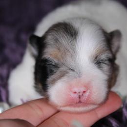 AKC Jazz - Black and tan parti female Pomeranian puppy in Albany, Indiana from Hatz Off Puppies