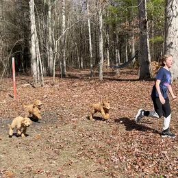 Poodle Puppies from FurEver Poodles