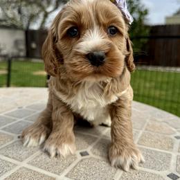 Poppy - Red and white female Cockapoo puppy in Roseville, California from Darby Park Doodles