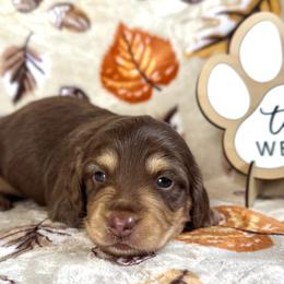 Expresso - Chocolate and cream male Dachshund puppy in Dothan, Alabama from Little House Pups