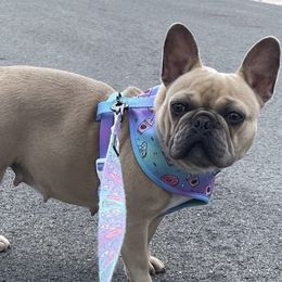 Chloe - French Bulldog
