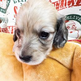 Teddy - Cream male Dachshund puppy in Ocala, Florida from Sugarbakers Kennel