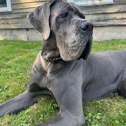 Great Dane Puppies from BkB’s House of Danes