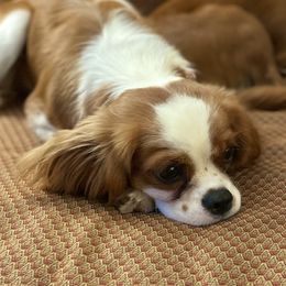 Lula - Cavalier King Charles Spaniel