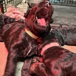 Green Male - Black male Giant Schnauzer puppy in Pearland, Texas from K & S Schnauzers