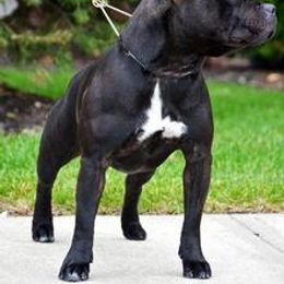 Staffordshire Bull Terrier All Grown Up from Dyna Staffs