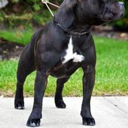Staffordshire Bull Terrier All Grown Up from Dyna Staffs