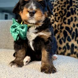 Blue - Phantom male Bernedoodle puppy in Curtice, Ohio from The Pink Doghouse