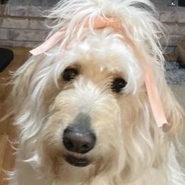 Goldendoodles from Cblossomdoodles