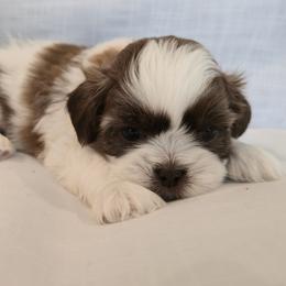 Nugget - Gold and white male Shih Tzu puppy in Providence, Rhode Island from All4Paws