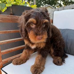 Tina - Phantom female Bernedoodle puppy in Mobile, Alabama from Colonial Doodles