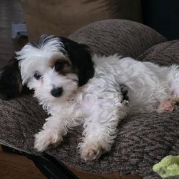 Prada (Parti) - Parti female Yorkipoo puppy in Duncan, South Carolina from Sonshine Yorkies