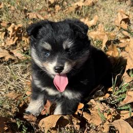 Tala - Tri-color female Pomsky puppy in Raymondville, Missouri from Pampered Pomskies
