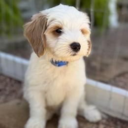 Reef - Parti male Goldendoodle puppy in San Antonio, Texas from The Doodle Spot