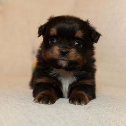 Paw Patrol  Ryder - Black tri male Toy Australian Shepherd puppy in Tennessee from Coolsprings Aussies