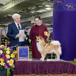 Icelandic Sheepdogs and Mudis from Velaris