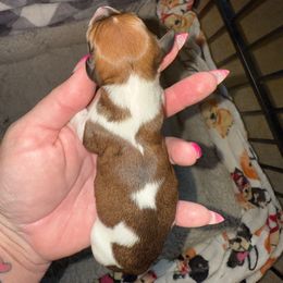 Boy 4 - Piebald male Dachshund puppy in Palm Coast, Florida from Michelle’s Mini Dachshunds