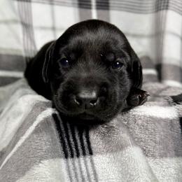 Angela - Black female Labrador Retriever puppy in Great Falls, Montana from Yogo Point Kennels