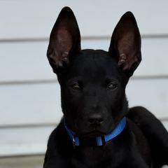Tskili Yona - Black Xoloitzcuintli puppy in Ethridge, Tennessee from Royalty Reigns Xolos