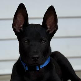Tskili Yona - Black Xoloitzcuintli puppy in Ethridge, Tennessee from Royalty Reigns Xolos
