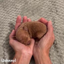Miniature Schnauzer and Schnoodle Puppies from River and Pine Pups