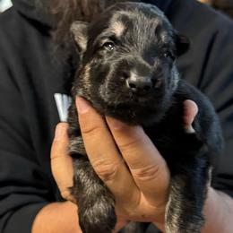 Sierra - Black and tan female German Shepherd puppy in Barnhart, Missouri from Combat Creek German Shepherds