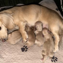 Dachshund Puppies from Cajun Pawfection