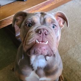 Bulldog Puppies from Pappy's Bullies