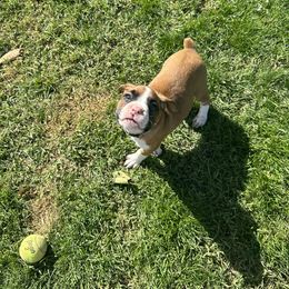 Boxer Puppies from East River Boxers
