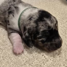 Piebald Dapple Boy - Piebald male Dachshund puppy in Virginia City, Nevada from V.C. Weenies