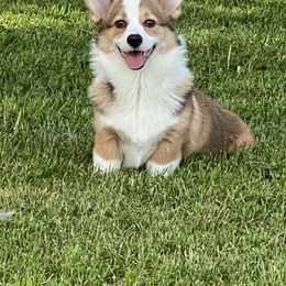 Pembroke Welsh Corgi and Poodle Puppies from Blue Diamond Kennel