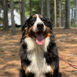 Bernese Mountain Dog puppies from Keely’s Bouncing Berners