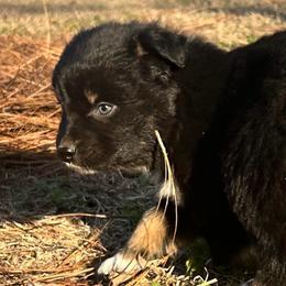 Coal (has tail) - Black tri-color male Australian Shepherd puppy in Butler, Georgia from Aussies at Howling Hill Farm