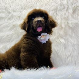 Newfoundland Puppies from Dyer Lake Newfoundland’s
